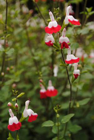 最近の花々・5月_b0191693_1893254.jpg