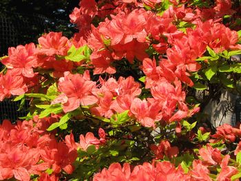 山寺(浦河光照寺)の花　ツツジ_e0104596_14361494.jpg