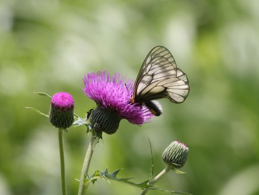 20120607 ウスバシロチョウ_b0013099_1715382.jpg