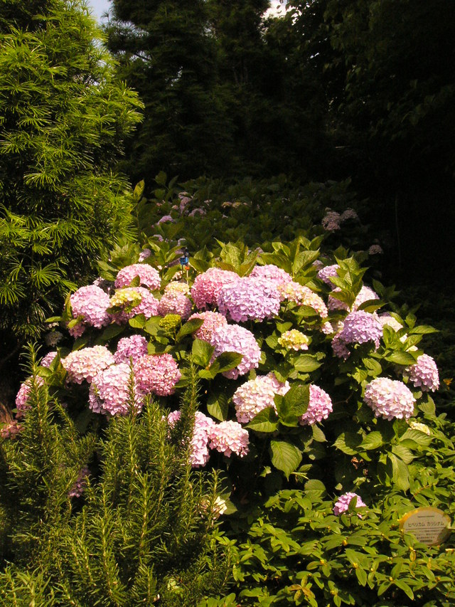 e0259002_95138.jpg