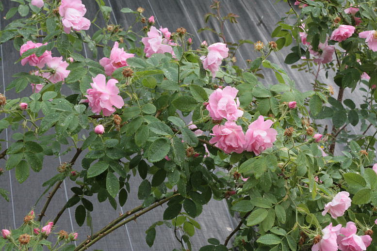 d0166303_21575483.jpg