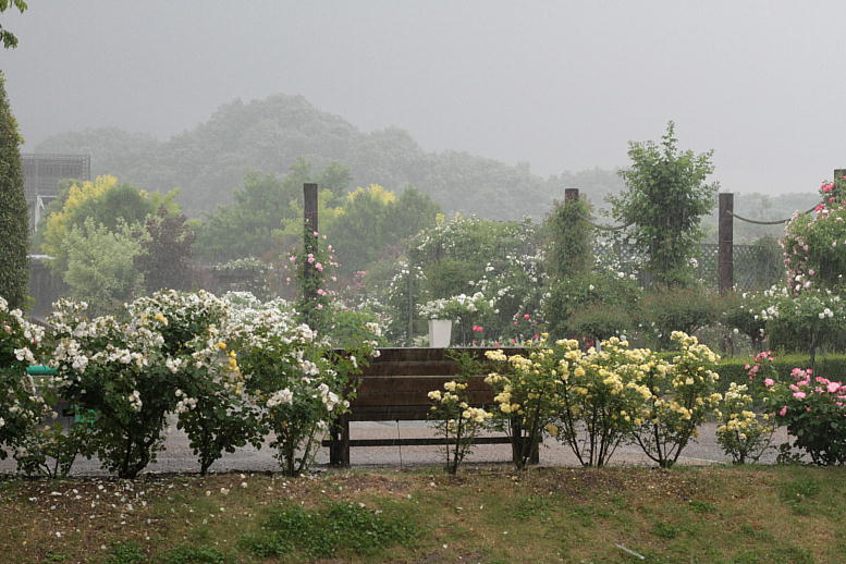 d0166303_2244489.jpg