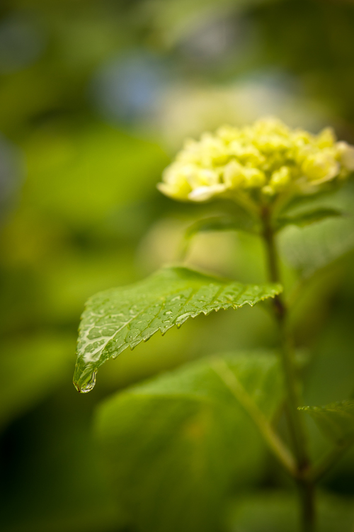 梅雨と紫陽花_b0142405_1532723.jpg