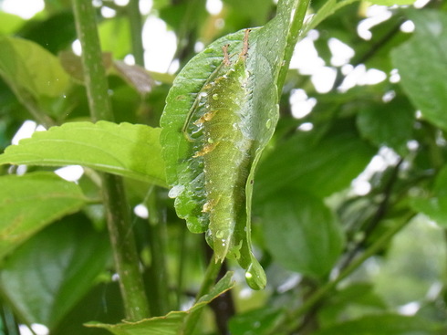 埼玉中部　　                   オオムラサキ幼虫2012/06/09_d0251807_1473438.jpg