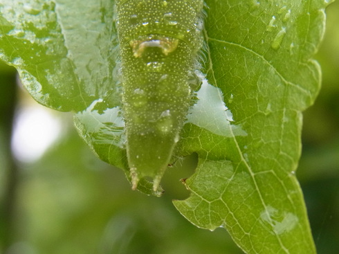 埼玉中部　　                   オオムラサキ幼虫2012/06/09_d0251807_1475756.jpg