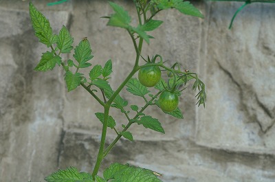 b0062010_1542542.jpg