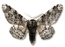 d0227610_18521298.gif