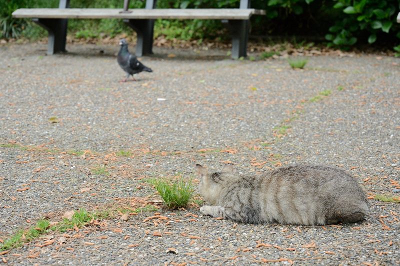 街角ニャンコ・平和な日々_f0032011_18372761.jpg