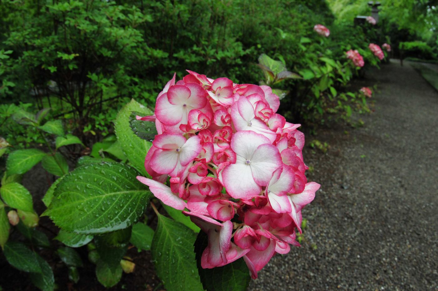 雨の中の紫陽花_f0133213_16255245.jpg