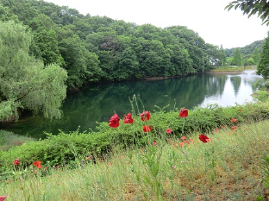 花フェスタ記念公園♪_c0185914_22235423.jpg