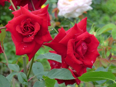 c0185914_22243350.jpg