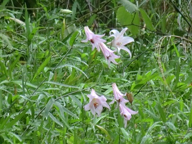 花フェスタ記念公園♪_c0185914_235702.jpg