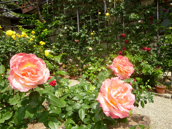 薔薇に擁かれし松尾寺 in Nara ♪_e0233614_2001757.jpg