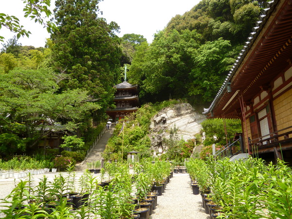 薔薇に擁かれし松尾寺 in Nara ♪_e0233614_20231822.jpg