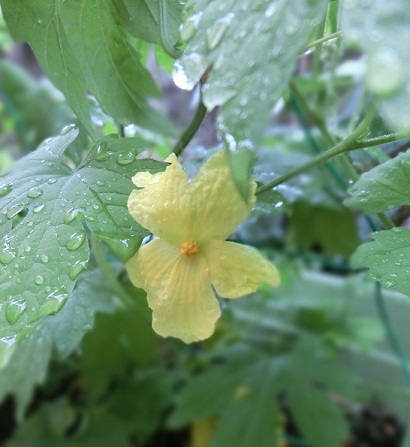 雨の朝、　～ゴーヤの花が咲きました♪_b0188121_8113316.jpg