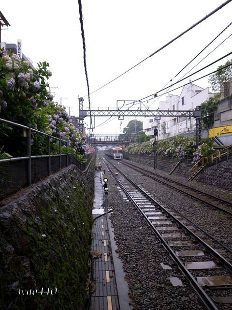 あじさい鉄道～井の頭線　Ⅱ_e0185525_173897.jpg