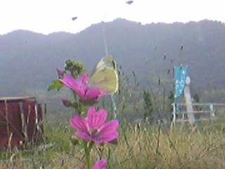 a0258037_1010989.jpg
