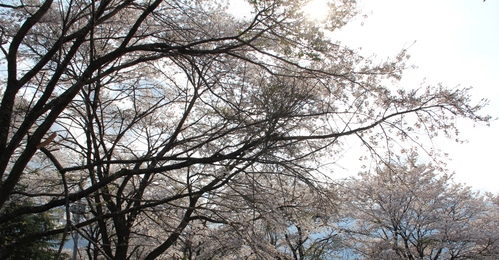 桜 ソメイヨシノ 樹勢回復治療 剪定 三楽 3luck 造園設計 施工 管理 樹木樹勢診断 治療 桜 ソメイヨシノ 樹勢回復治療 剪定 三楽 3luck 造園設計 施工 管理 樹木樹勢診断 治療