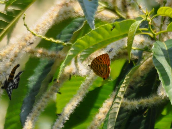 c0045352_10434396.jpg