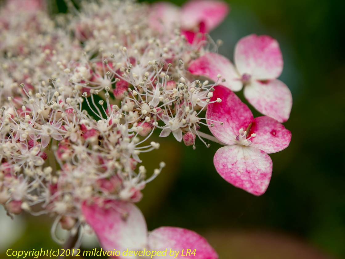 紅・・・・・真っ赤に染まりました。_a0089554_2058216.jpg