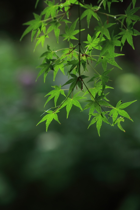 久米寺 アジサイ その１_a0176855_22134986.jpg