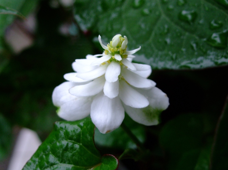 ドクダミの花 ひげ爺の花便り