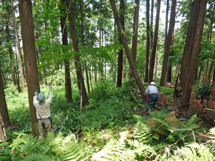 のんびりと六国見山の６月一回目の臨時手入れ：6・7_c0014967_12445226.jpg