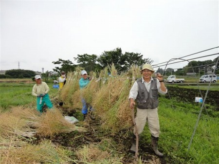 ナタネの刈取り　　2012.6.6（水）_c0145581_1054672.jpg