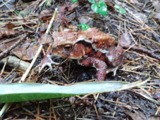 雨の平伏沼でアズマヒキガエルのお出迎えを受けた。_d0027486_12591140.jpg