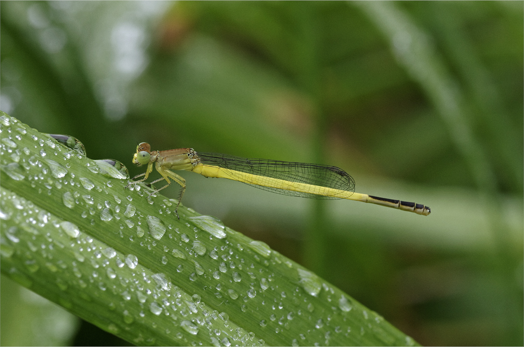 ●● 雨の合間に・・・・・・・・キイトトンボ ●●_d0209988_20144428.jpg