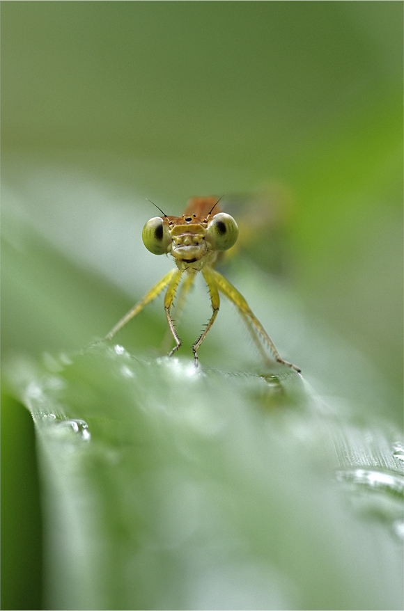 ●● 雨の合間に・・・・・・・・キイトトンボ ●●_d0209988_2018965.jpg