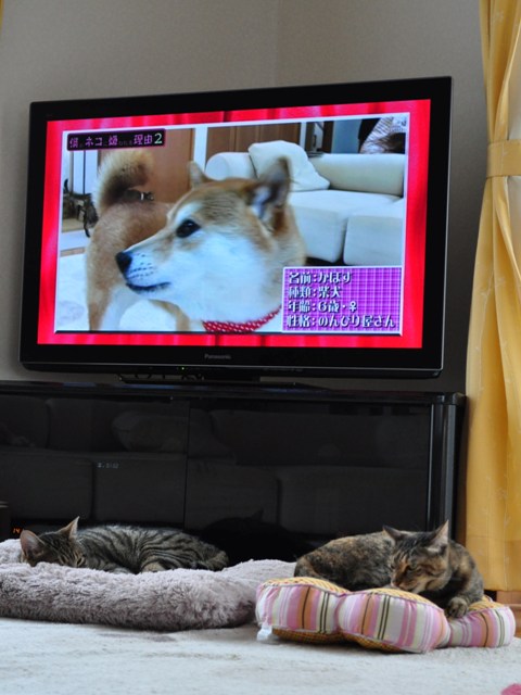 かぼちゃんは女優_a0126590_1833869.jpg