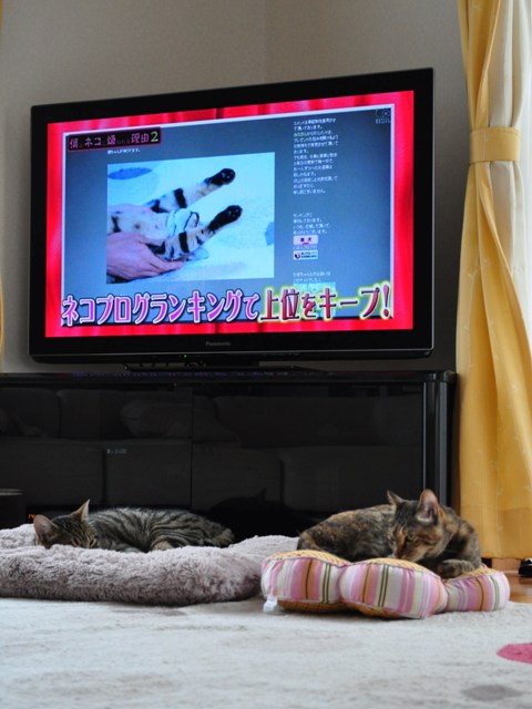 かぼちゃんは女優_a0126590_1863532.jpg