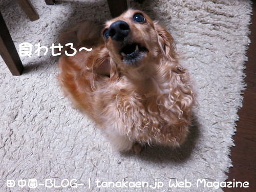 ジョリーパスタ ひんやりパスタ 冷製カッペリーニ_b0200291_2139199.jpg