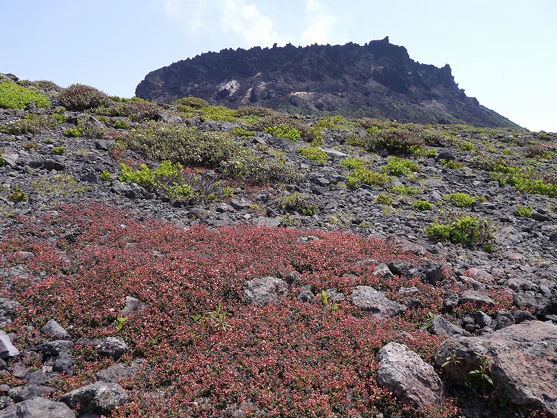 6月8日、樽前山のコメバツガザクラとウコンウツギ_f0138096_20225212.jpg