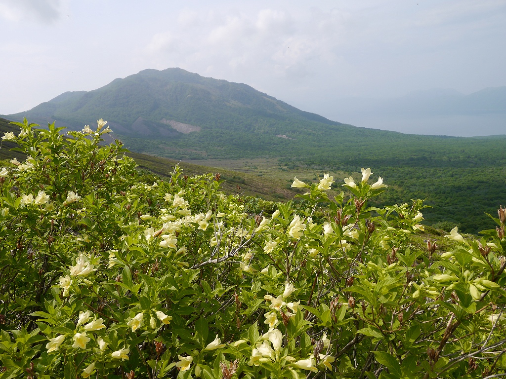 6月8日、樽前山のコメバツガザクラとウコンウツギ_f0138096_20235389.jpg