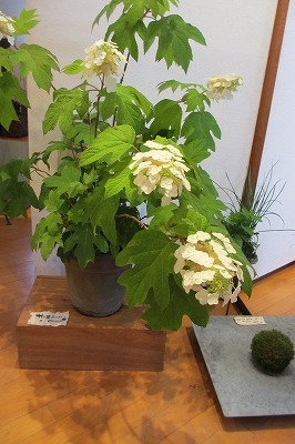 野の花と暮らす展・千寿の楽しい歴史_a0137997_4363982.jpg