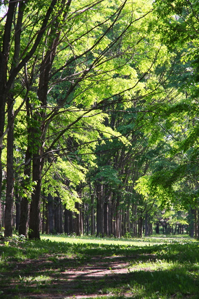 初夏の前田森林公園_d0117900_1241211.jpg