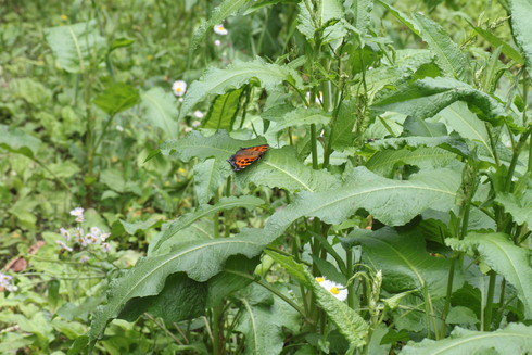 埼玉中部　　                　 ヒオドシチョウ他2012/06/10①_d0251807_19395516.jpg