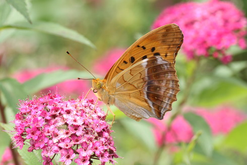 埼玉中部　　                　 ヒオドシチョウ他2012/06/10①_d0251807_19402427.jpg