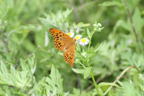 埼玉中部　　                　 ヒオドシチョウ他2012/06/10①_d0251807_19403777.jpg