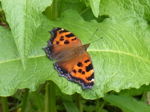 埼玉中部　　                　 ヒオドシチョウ他2012/06/10①_d0251807_1940939.jpg