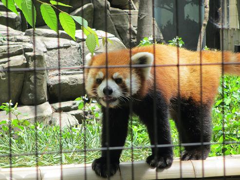 夢見ヶ崎動物公園（２０１２．６．１０撮影）_a0208109_16302529.jpg