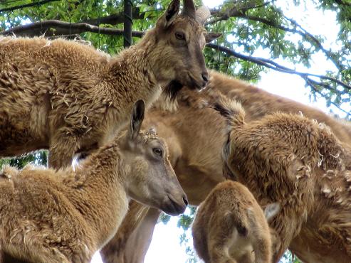 夢見ヶ崎動物公園（２０１２．６．１０撮影）_a0208109_16325472.jpg