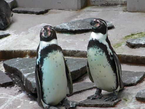 夢見ヶ崎動物公園（２０１２．６．１０撮影）_a0208109_16333733.jpg