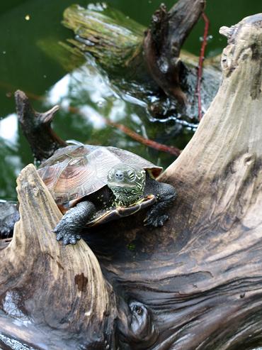 夢見ヶ崎動物公園（２０１２．６．１０撮影）_a0208109_16342514.jpg