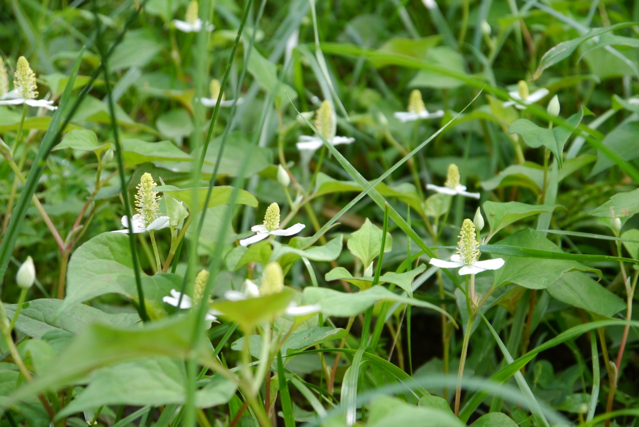 ✔ 野の花_c0004211_2040197.jpg