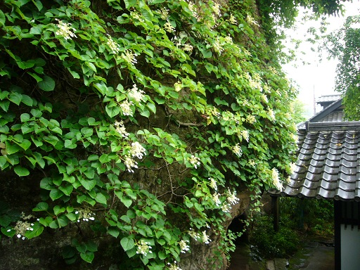 c0192215_221921100.jpg