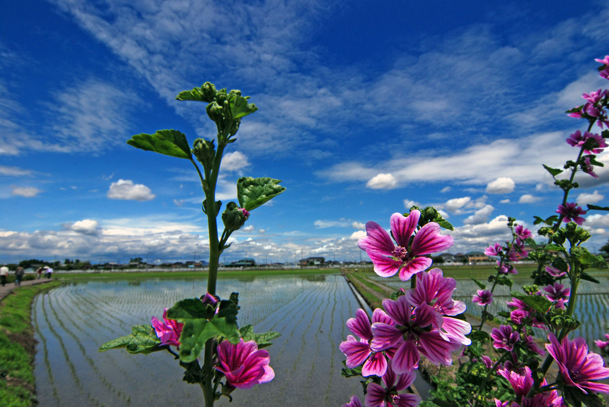 菖蒲の花（久喜市菖蒲町）_f0206417_2262951.jpg