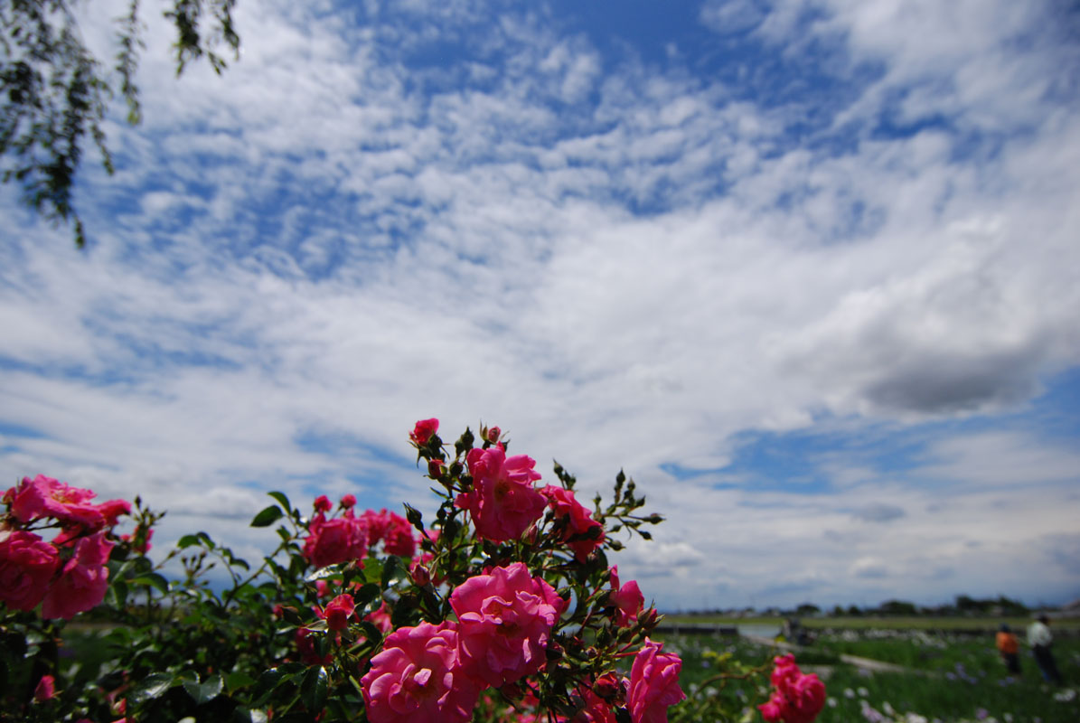 菖蒲の花（久喜市菖蒲町）_f0206417_2264841.jpg